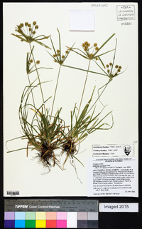 Cyperus croceus image