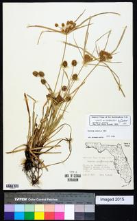 Cyperus croceus image