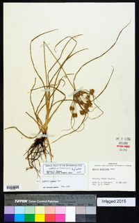 Cyperus croceus image