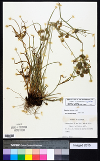 Cyperus croceus image