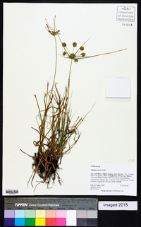 Cyperus croceus image