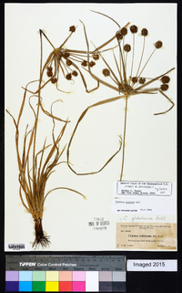 Cyperus croceus image