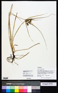 Cyperus croceus image