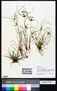 Cyperus croceus image