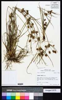 Cyperus croceus image