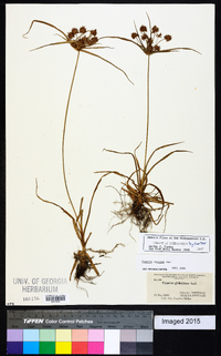Cyperus croceus image