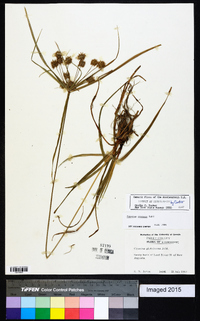 Cyperus croceus image