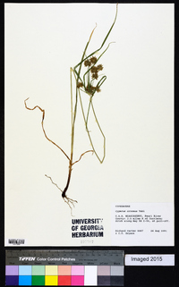 Cyperus croceus image