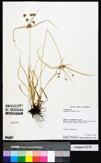 Cyperus croceus image