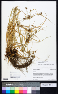 Cyperus croceus image