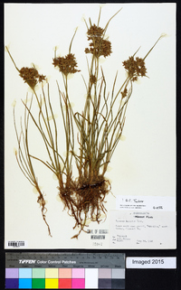 Cyperus dentatus image