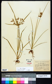 Cyperus dentatus image