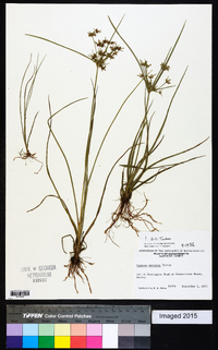 Cyperus dentatus image