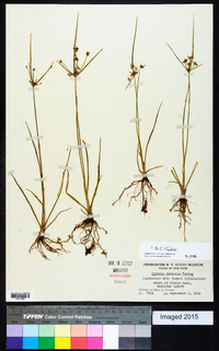 Cyperus dentatus image