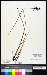 Cyperus dentatus image