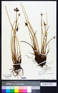 Cyperus dentatus image