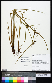 Cyperus difformis image