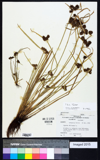 Cyperus difformis image