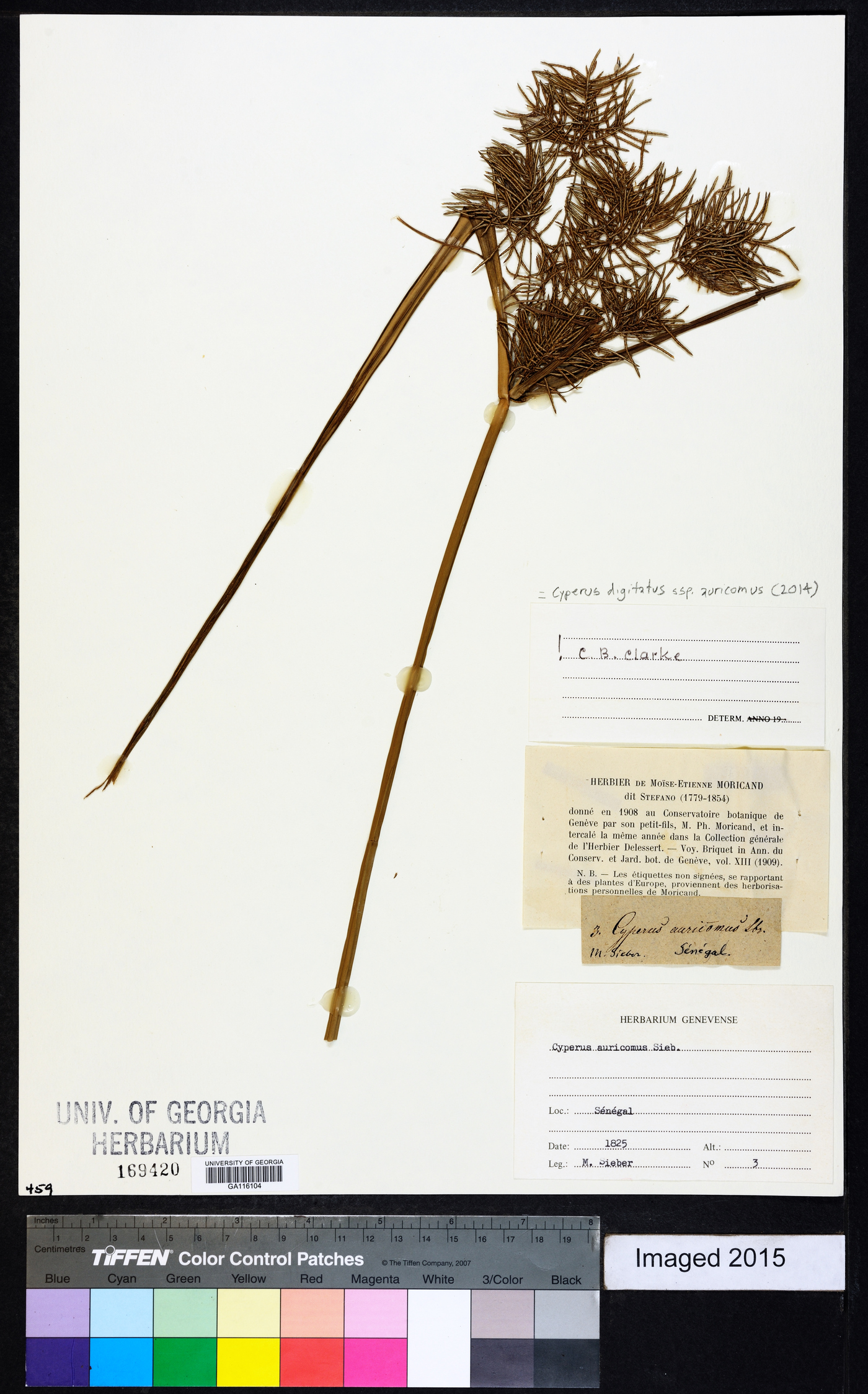 Cyperus digitatus subsp. auricomus image