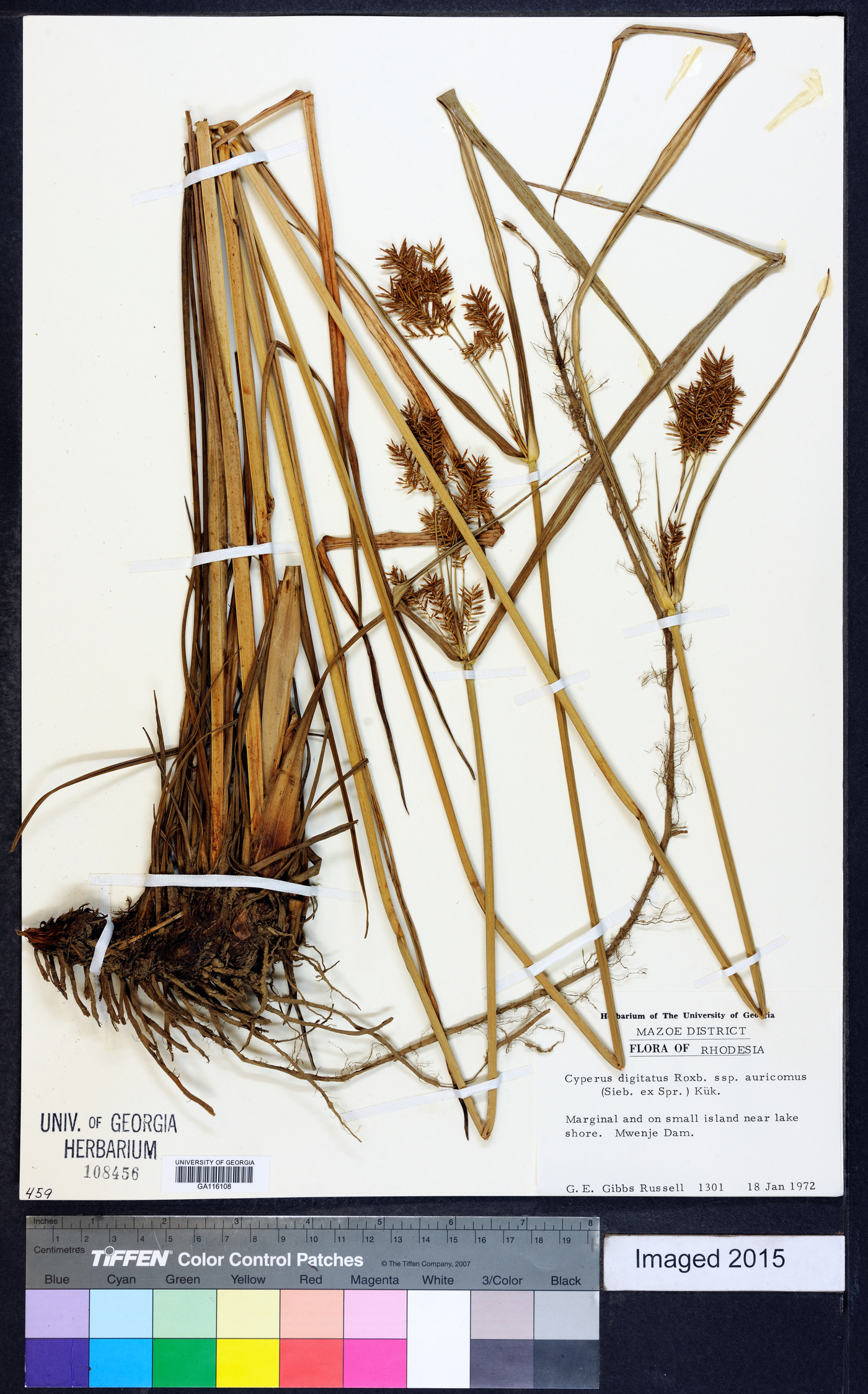 Cyperus digitatus subsp. auricomus image