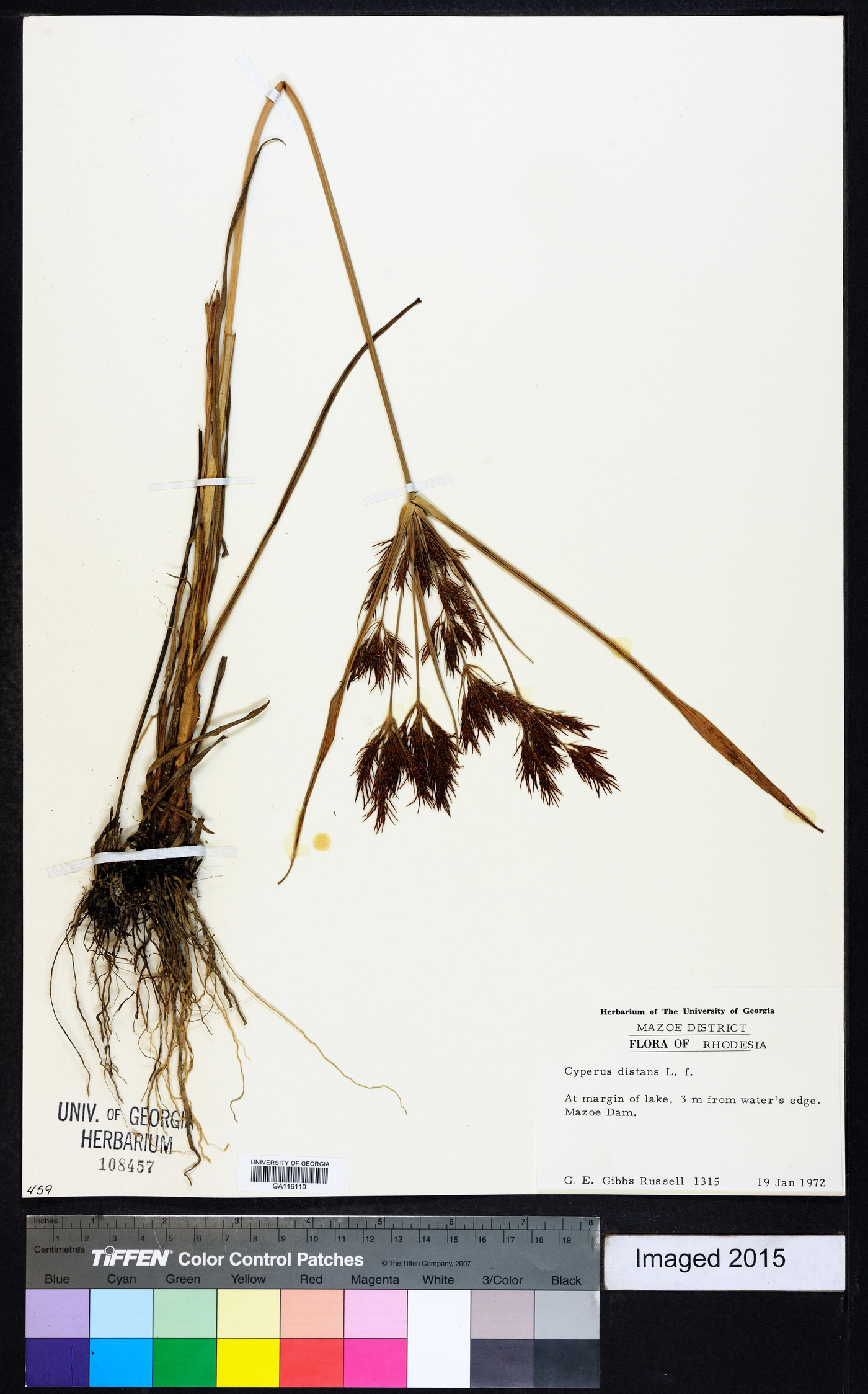 Cyperus distans image