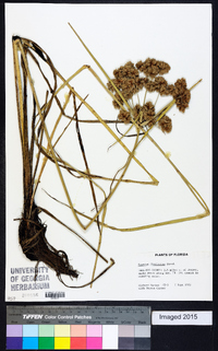 Cyperus distinctus image