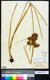 Cyperus distinctus image