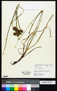 Cyperus distinctus image