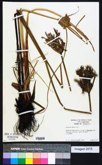 Cyperus dives image