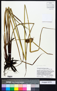 Cyperus drummondii image