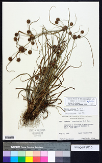 Cyperus echinatus image