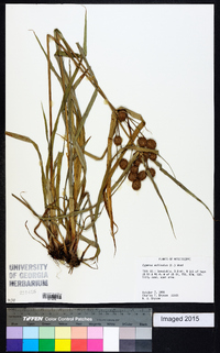 Cyperus echinatus image