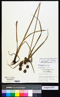 Cyperus echinatus image