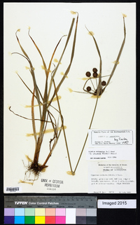 Cyperus echinatus image