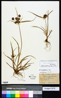 Cyperus echinatus image