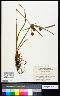 Cyperus echinatus image