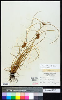 Cyperus elegans image