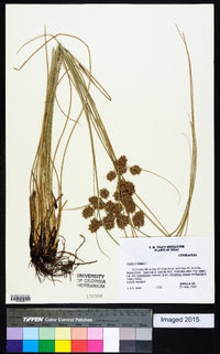 Cyperus elegans image