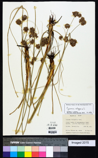 Cyperus elegans image