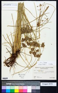 Cyperus elegans image