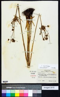 Cyperus elegans image