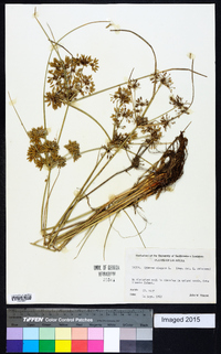 Cyperus elegans image