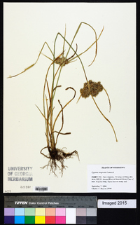 Cyperus eragrostis image