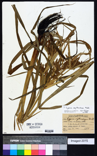 Cyperus erythrorhizos image