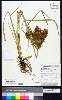 Cyperus erythrorhizos image