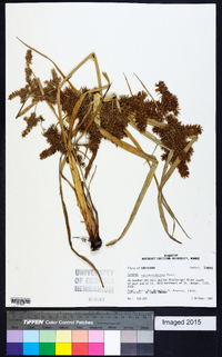 Cyperus erythrorhizos image