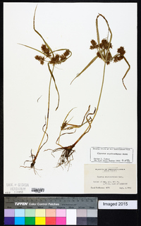 Cyperus erythrorhizos image