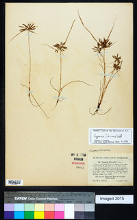 Cyperus filicinus image