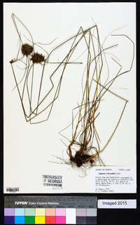 Cyperus filiculmis image