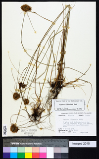 Cyperus filiculmis image